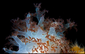 Nudibranch  close-up ( red dendronoid). by Robert Polo 